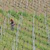 Vigneron