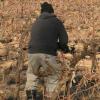 Taille de la vigne