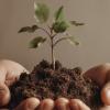 plante