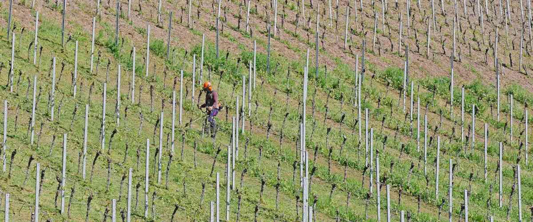 Vigneron