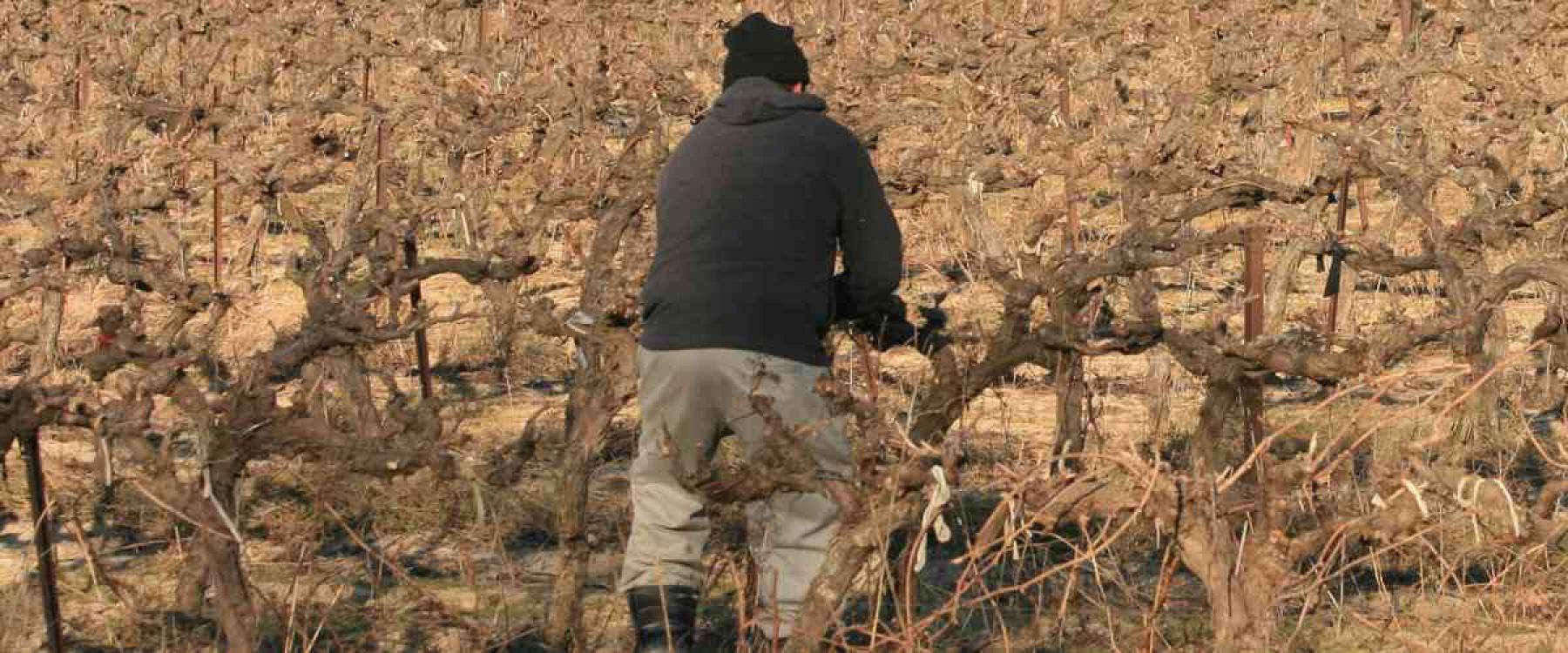 Taille de la vigne