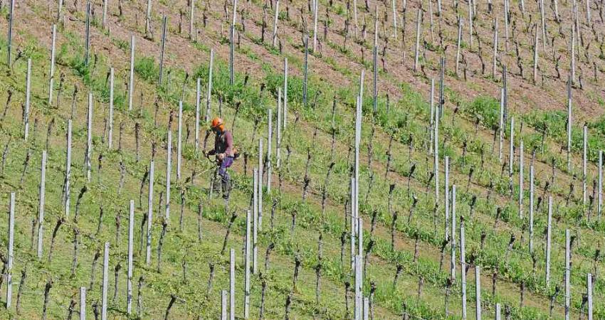 Vigneron
