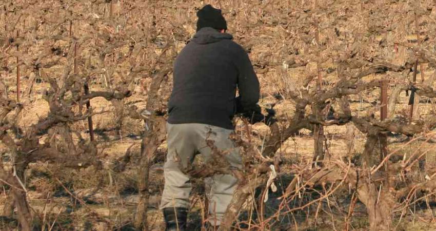 Taille de la vigne