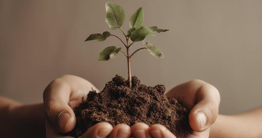 plante